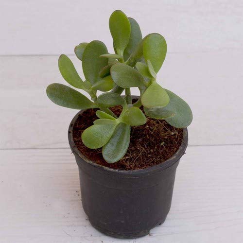 PlantaZee Crassula Jade Plant Feng Shui Good Luck Ovata Succelent Big