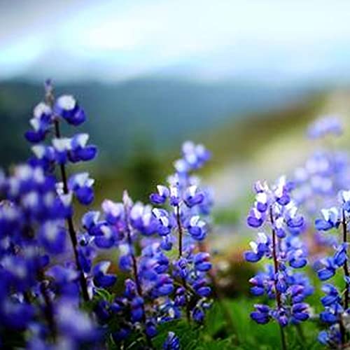 Lupine Zaden, 30 Stks/zak Bloemzaden Jaarlijkse Levendige Georgische Uitstekende Producerende Blauwe Lupinus Texensis… - Afbeelding 6