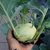 colinabo medicinales de balcón resistentes de jardín rocas bonsái balcón camas elevadas semillas en 400pcs