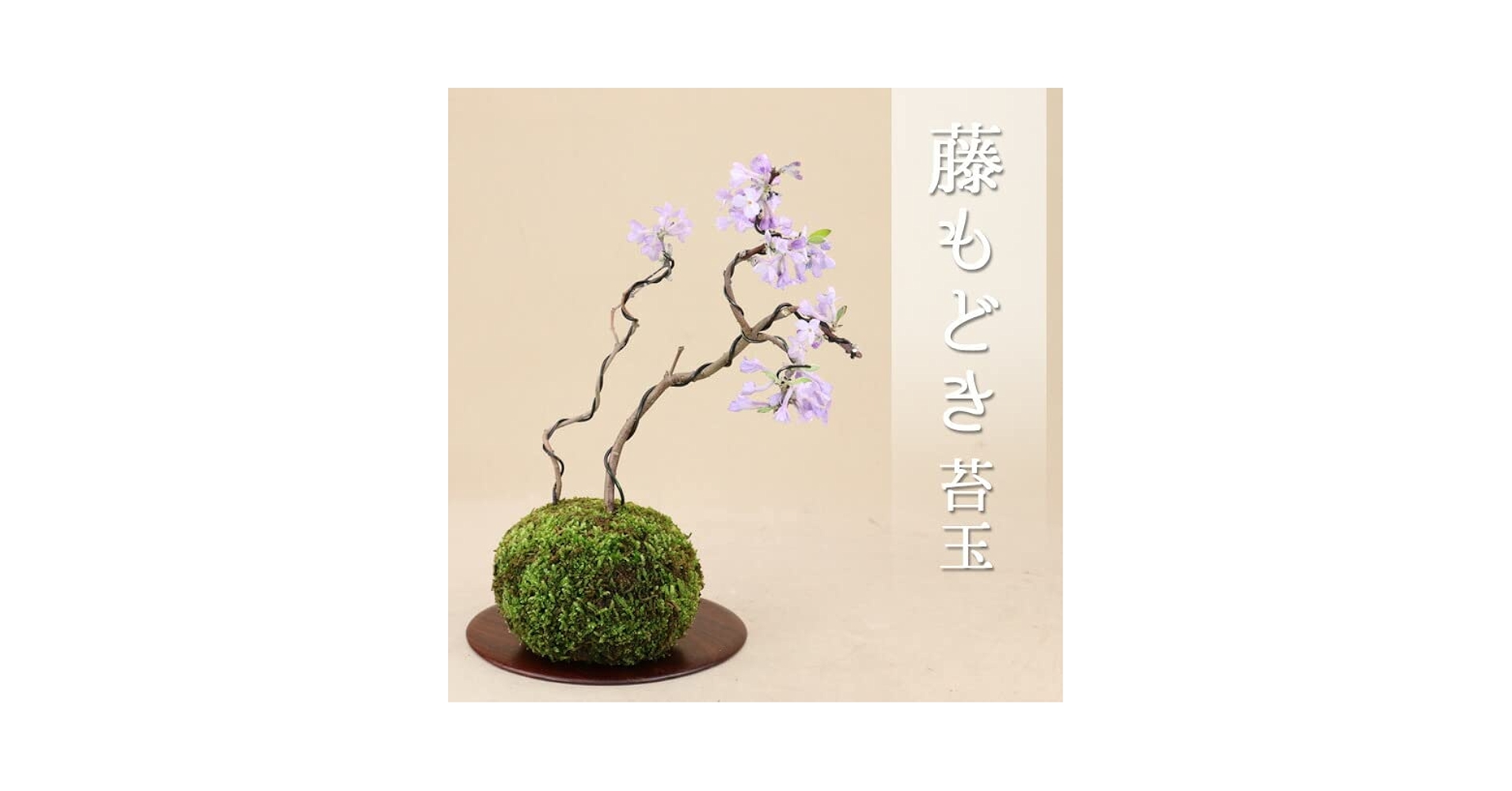 海苔玉さん専用 楽天市場】（盆栽）受け皿付き 苔玉 品種おまかせ モミジ（紅葉
