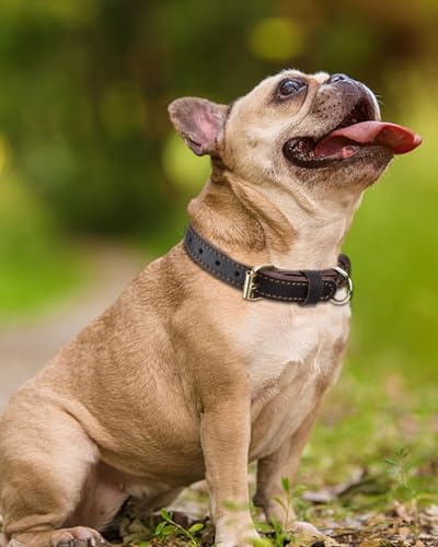 Joytale Hundehalsband Leder, Halsband aus Leder für Kleine Hunde, Weiches Echtleder Hundehalsband Langlebig und Verstellbar, Braun, S