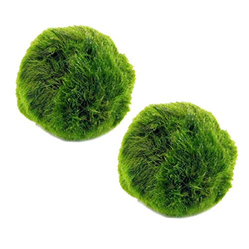 UKCOCO 2 Pcs Bolas de Musgo Marimo Mini Plantas Bola de Aquário Cladophora Terrário Ornamentos de Ha