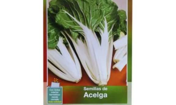 Sobre de Semillas de Acelga Penca Ancha para Cultivar en el Hogar en Primavera y Verano