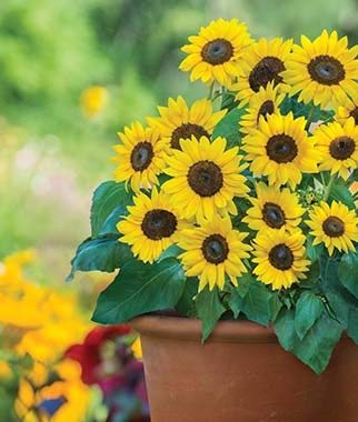 Yukio SEED CORNER - Rare Mini Sunflower Dwarf Plants, Sunray Yellow Hybrid, Easy to Grow, Exotic Flower Seeds Hardy Perennial Garden
