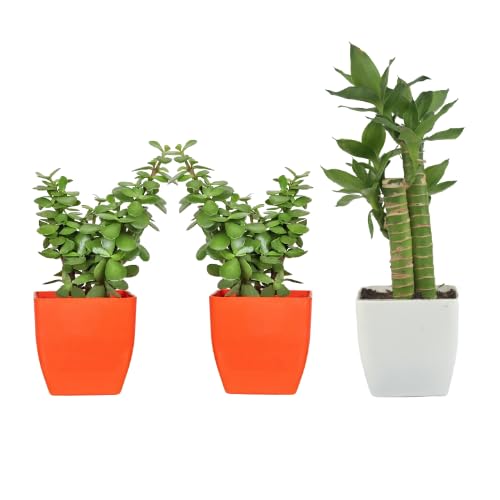 Phulwa Gardening Lotus Bamboo Plant 5.5 Cm With White Pot | 2 Jade Plant With Orange Pot indoor (Air Purifier Healthy Live Plant) (B0CGX8J11L) Amazon Price History, Amazon Price Tracker