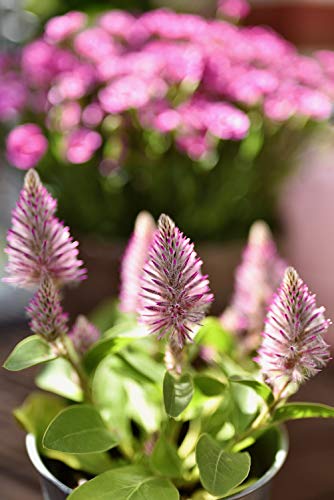 Lente de cine Meike 50 mm T2.2 MFT Enfoque Manual - Fernando Cortés