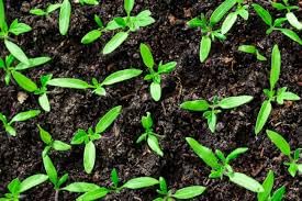Fertilizante Líquido Orgánico para Plántulas MAXIROOT 32 oz miniatura 7