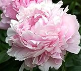 Sarah Bernhardt Double Pink Peony - Large 3-5 Eye, Bare Root | Premium Peony for Planting