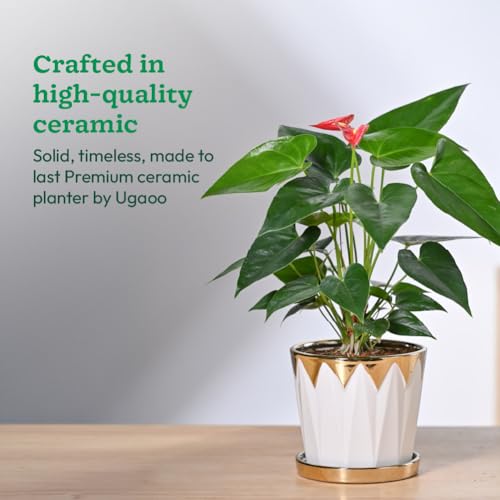 Image of UGAOO Crown Ceramic Pot - 5 Inch | Ceramic pots for Indoor Plants | Flower Pot for Garden Ceramic | Ceramic planters for Home Decor (Silver)