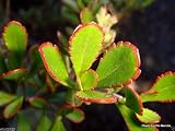 10 Hebe raoulii Seeds,small leathery, spoon-shaped leaves with red margins.