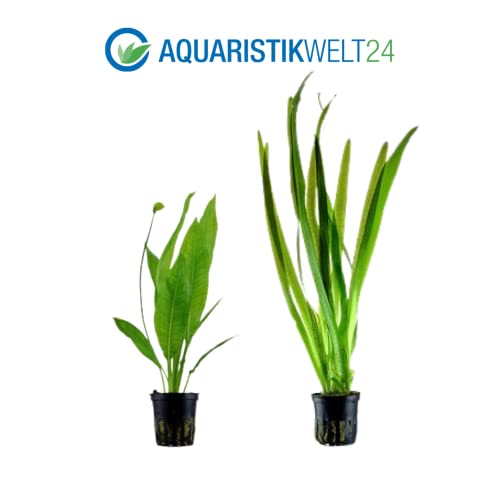 AquaOne Aquarium Pflanzen I 5X Wasserpflanzen I Hintergrund Aquarienpflanzen I Alternanthera Echinodorus Vallisneria Nymphoides Hygrophila I Set mit 5 Hintergrundpflanzen - Image 5