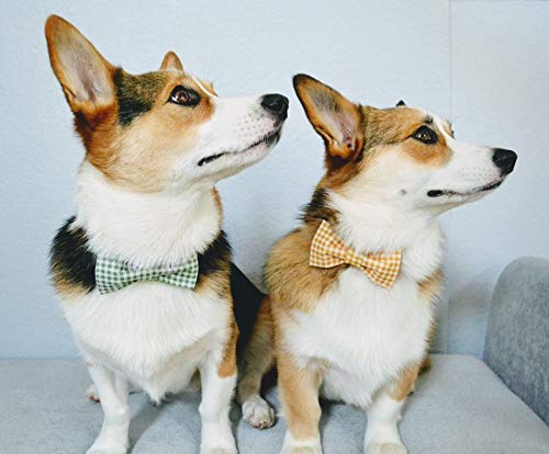 Lionet Paws Dog Collar With Bowtie, Durable Adjustable And Comfortable Collar For Small Dogs Puppies And Cats, Neck 10-16In #TOP4