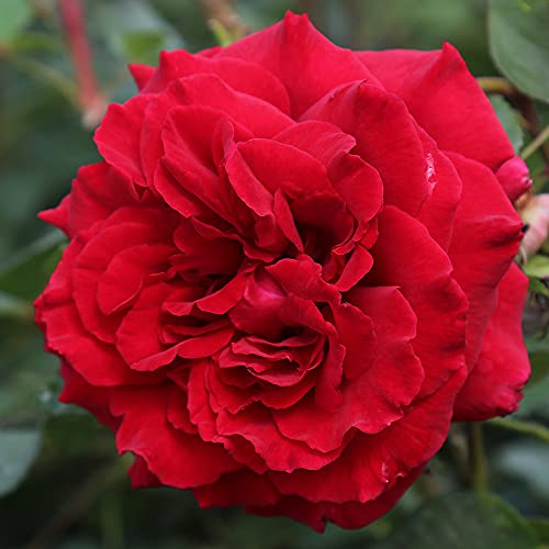 velvet bush - Velvet Fragrance Hybrid Tea Rose by Heirloom Roses - Live Red Rose Bush