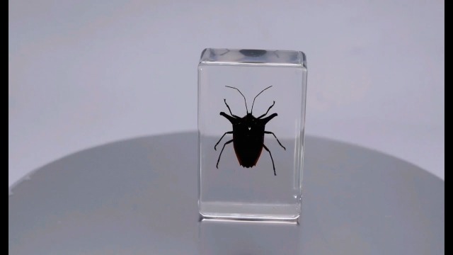 Image of 44mm Real Peruvian Rainbow Metal Horn Bug in Crystal Clear Lucite Resin Specimen Preserved Insect Taxidermy Collection for Biology Science Education & Desk Ornament Display Supplies