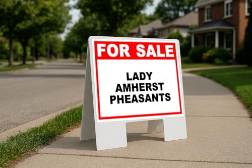 Lady Amherst Pheasants For Sale White Red Black Folding Coroplast A-Frame Double-Sided 23in x23in