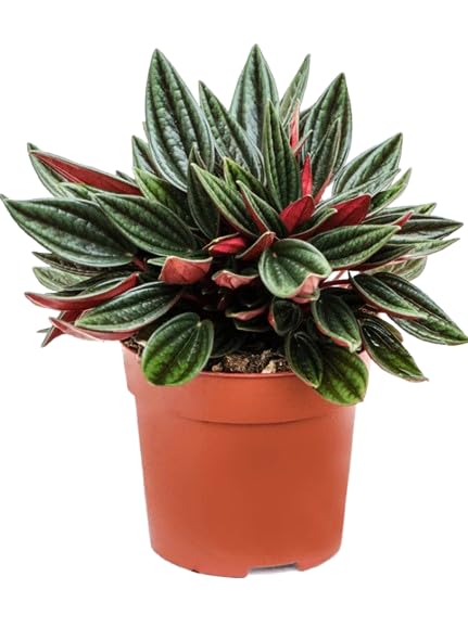 Peperomia Rosso – Planta Natural para Oficinas y Hogares Resistente y Hermosa