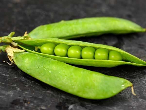 Avysa a188 Peas (Matar) Seeds For Gardening