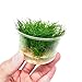Dwarf Hairgrass Eleocharis Sp 1 Mini Tissue Culture Cup Freshwater Live Aquarium Plants Decoration BUY2GET1FREE