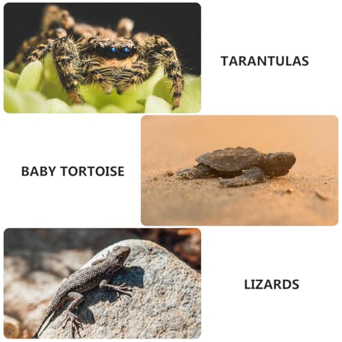 Gadpiparty Transparente Reptilienfutterbox, Robuste Langlebige Kunststoff Aufzuchtbox mit Doppelöffnung (26x18x11.5 cm), Tierfreundliche Pflegeleichte Box für Spinnen, Eidechsen, Schlangen und Kleine