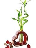 9GreenBox - Lucky Bamboo - Spiral Style with Hollow Heart Shaped Ceramic Vase