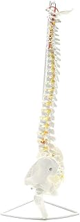 Life Size Human Spine Model， Flexible Bender Spine Anatomical Model with Basin， Human Skeleton Anatomical Medical， 85cm / 33.46useful SaiFei