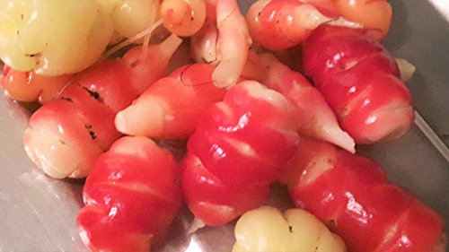 Oca tuberosa Mixed tubers Edible Oxalis Leaves, Flowers and tubers Pleasant Easy Unusual Crop Pack of 5 tubers
