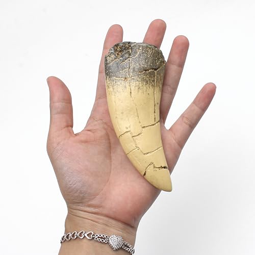 Image of T rex Tooth, Dinosaur Teeth, Resin Tyrannosaurus Toothy Direct Cast Replica, Mosasaurus Spinosaurus Trex Fossils Model for Necklace, Fossilized Various Prehistoric Dinosaurs High-Fidelity Replicas