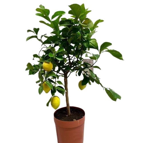 Limonero Auténtico Un Árbol Productor de Limones para tu Hogar