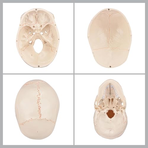 Image of Human Skull Anatomy Model, Life Size Detachable 3 Part with 54 Laser Etched Numbered Parts, Skull Model for Medical Students