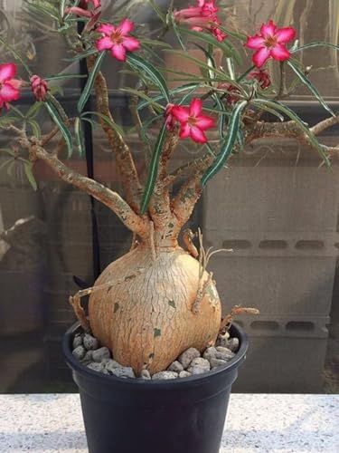 Plantogallery Imported Adenium Arabicum Flower Seeds - Set Of 4 Seeds (Nova Tanzania) (B0CYWQNWRN) Amazon Price History, Amazon Price Tracker