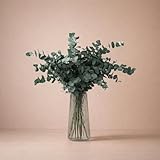 FLORES SOLIDARIAS - Flores Preservadas - Ramos de Flores Preservadas Naturales - Eucalipto Preservado - Regalo día de la Madre - Regalo Aniversario, Regalos San Valentín - Envio 24 h