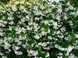 Hari Giver Garder® Good Luck Chameli White Flower Live Plant With Pot Natural Outdoor/Indoor Plant With Pot (B09G78MZQ6) Amazon Price History, Amazon Price Tracker