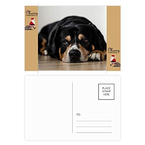 Cartes postales de remerciement animal pour célébrer Noël ensemble