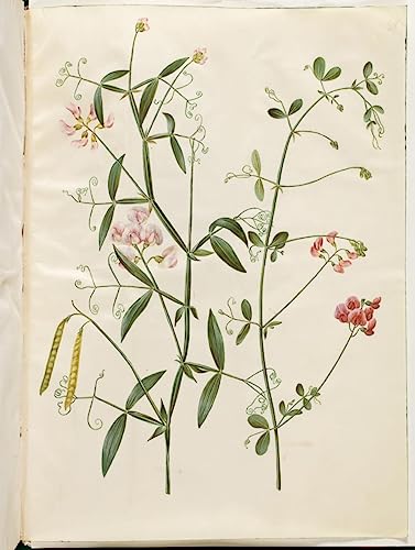 Affiches d'Art Lathyrus tuberosus pour créer un salon nature élégant