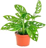 Shop Succulents Monstera Adansonii Hanging Plant, Live Indoor Plant, Easy Care Hanging Swiss Cheese Houseplant in Nursery Pot, Air Purifying Plant in Soil, Housewarming, Home Décor, 6' Pot