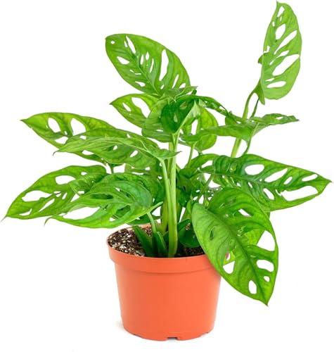 Shop Succulents Monstera Adansonii Hanging Plant Live Indoor Plant Easy Care Hanging Swiss Cheese Houseplant in Nursery Pot Air Purifying Plant in Soil Housewarming Home Dcor 6 Pot