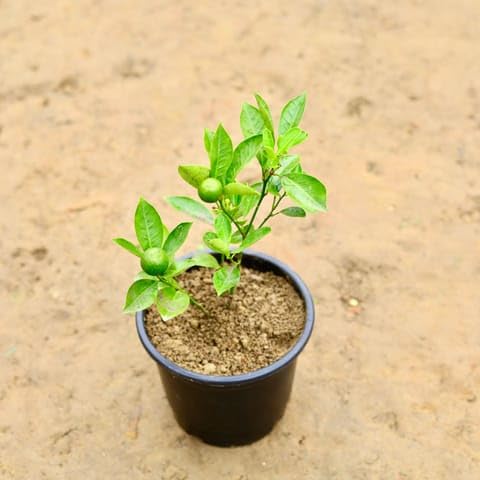 SRI ARAV NURSERY GARDEN China Orange in 6 Inch Nursery Pot-image-17