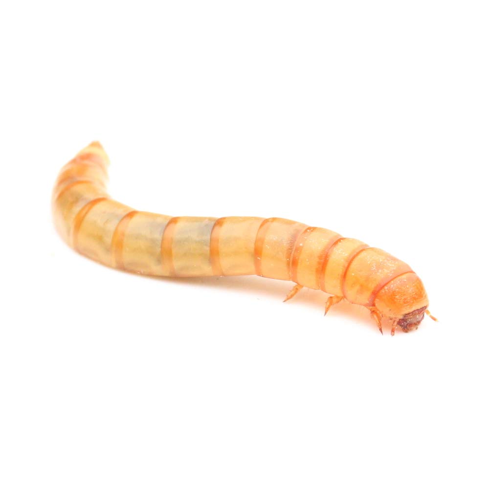 proinsects Lebende Mehlwürmer (1 kg)