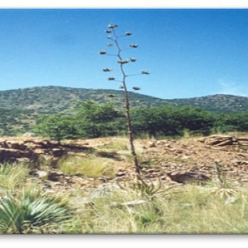 Sobriety Is Easy When...Step 1 Worked Thoroughly