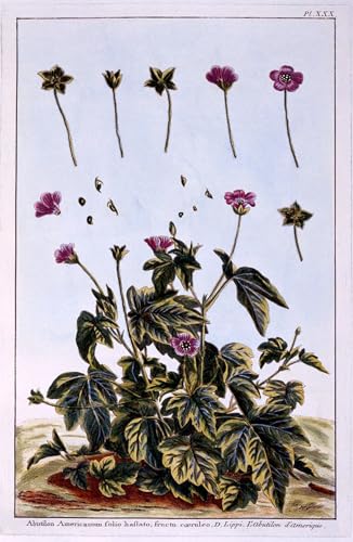 Affiches et impressions Pierre Buchoz pour habiller un grand mur vide 60x90