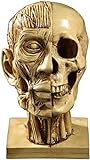 Artesanía retro, para aquellos a quienes les gustan las calaveras, este es un regalo perfecto, puedes usarlo en interiores o en la puerta para mejorar tu vida