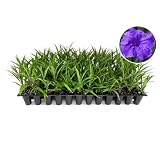 Katie's Dwarf Mexican Petunia Purple | 3 Live Plants | Ruellia brittoniana | Compact Flowering Perennial | Low Growing Pollinator Favorite for Walkways Borders Containers Landscaping