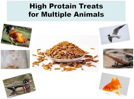 Qinyurj Dried Black Soldier Fly Larvae, 85X More Calcium Than Mealworms High Protein Chicken Feed & Treats, Non-GMO for Chicken Ducks Birds - 3