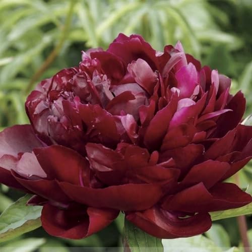 CUIKWA Innesto di Rhizome Peonia Premium - alto tasso di sopravvivenza e facile manutenzione - varietà preferite per i principianti-1bulbi-A