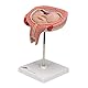 3B Scientific Menschliche Anatomie - Fetus, 5. Monat, Rückenlage + kostenlose Anatomie App - 3B Smart Anatomy, 5th Month, L10/6