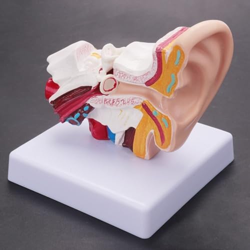Image of Human Ear Model, 1.5 Times Enlarged PVC Stable Human Ear Anatomy Model Display Outer Middle Inner Ears Advanced Painting Anatomical Ear Model with Base for Teaching