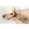 Pet Silk Botanical Garden 16oz Shampoo, Rich Blend of Lemon Verbena, Fruit Extract and Oils, Hydrates, Protects and Soothes Hair, Strengthens Coat and Skin While Gently Cleansing