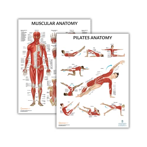 Image of Anatomy Lab Pilates and Muscular Anatomy Poster Set | 2 PACK LAMINATED, Anatomy and Physiology Poster, 17.3 x 22.5 Inches