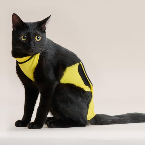 Ajt (anifull) LYGv Lp CG[ S