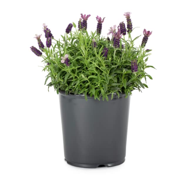 Lavanda con Flor Planta Natural Premium en Maceta para el Hogar